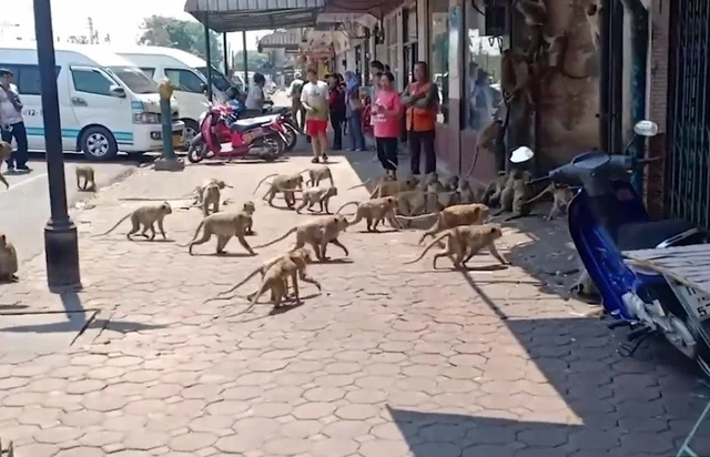 Hàng trăm con khỉ ở Thái Lan đổ ra đường tranh cướp đồ ăn vì quá đói. Quang cảnh này không