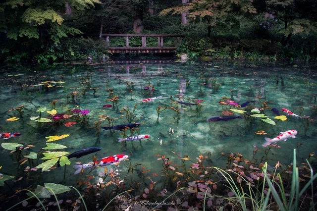 Địa điểm hôm nay là hồ Monet ở Gifu với cảnh sắc xinh đẹp tựa như kiệt tác Hoa súng của da