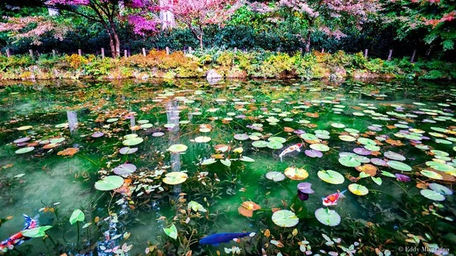Địa điểm hôm nay là hồ Monet ở Gifu với cảnh sắc xinh đẹp tựa như kiệt tác Hoa súng của da