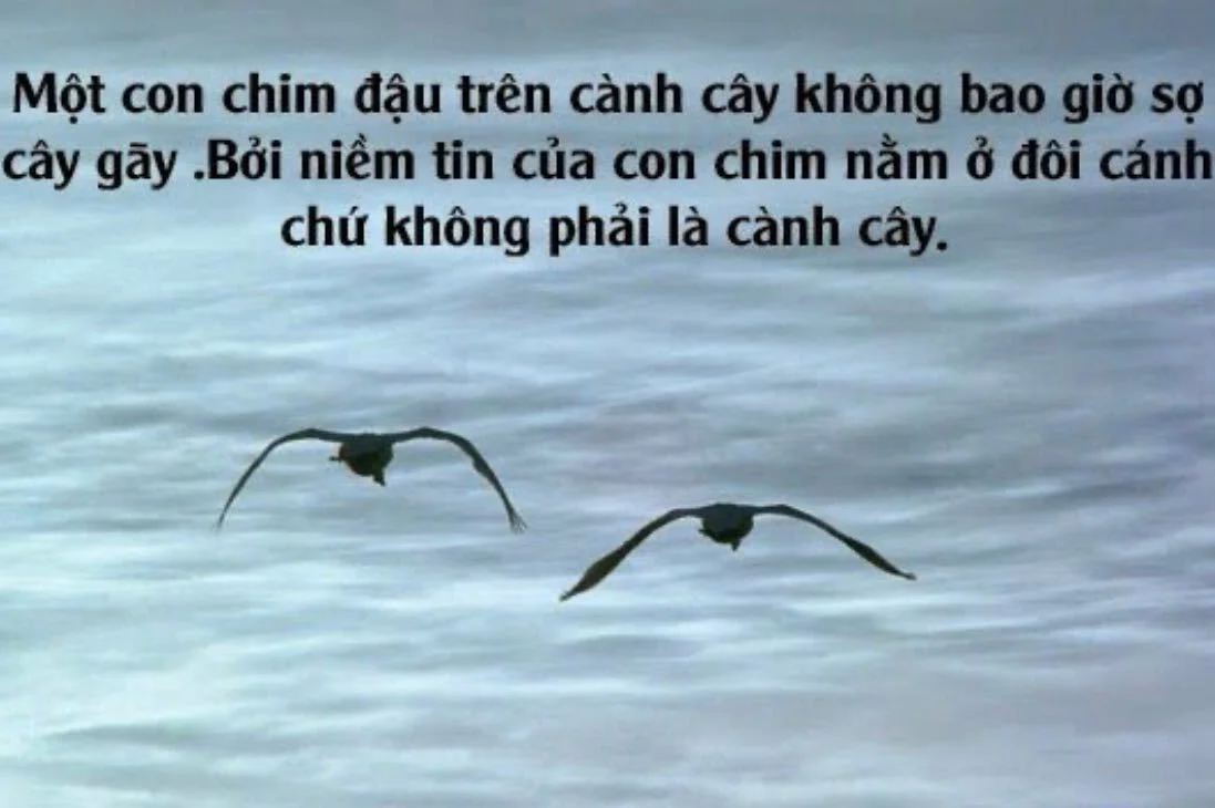 Trần Vinh's cover photo