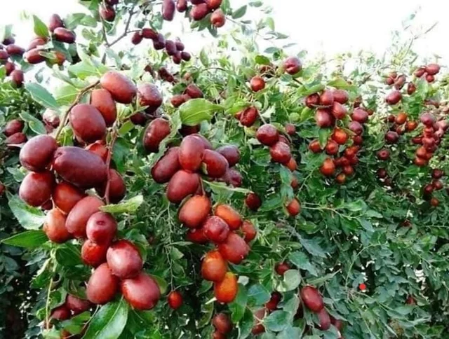 🍎🍎 TÁO ĐỎ HÀN QUỐC 🍎🍎
✅Tác dụng của táo đỏ khô:
- Tăng sức để kháng
- Chống oxy hoá
- 