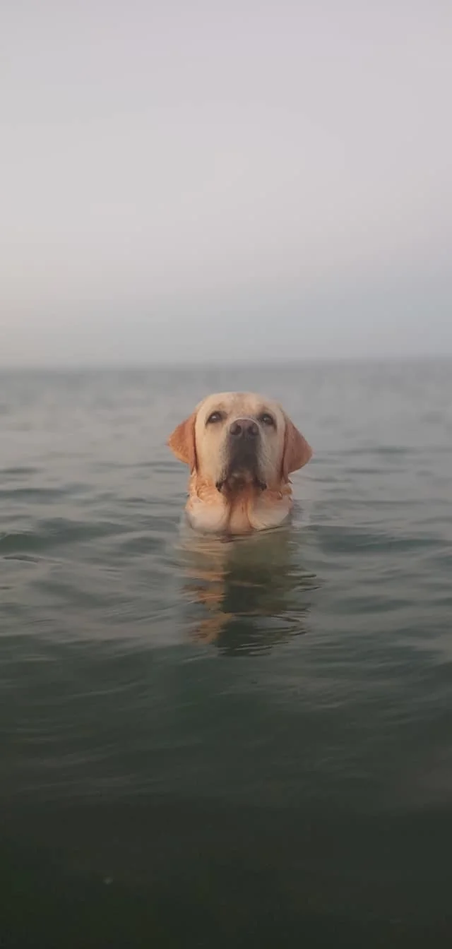 Nacho De La Shiona
Ultimate Marine Dog