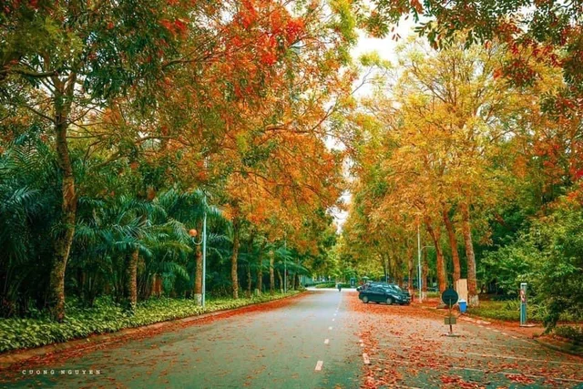 Người ta thường nói mùa thu cây vàng lá đổ..!
Nhưng đông này bạn đã biết nơi nào tại Hà Nộ