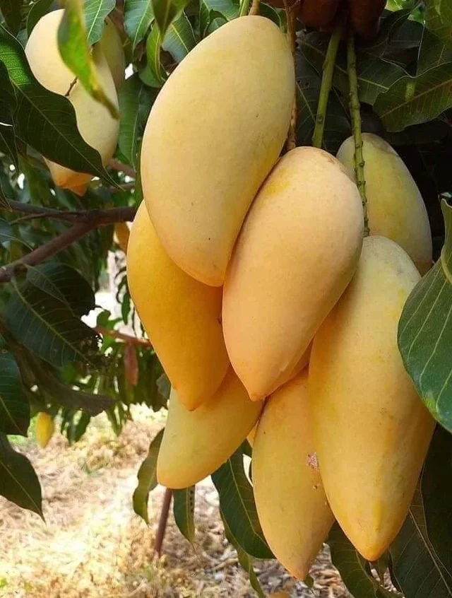 Fresh Mango..yummy😛😛😛
#Freshfruitfromfarm
#Filipinotraveller
#hahalolostartmyday