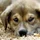 Animal Rescue Channels's profile picture