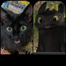 We have a Toothless (real name Blacky, but my friend sent me this picture and now we call him Toothless, lol)