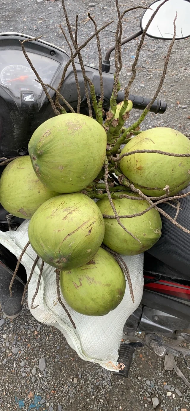 Dừa xiêm bến tre 15k/ trái … bao ngọt. Ib zalo mess 0909633689