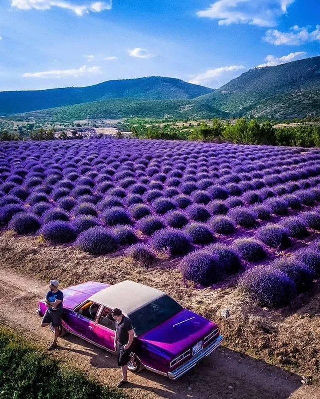 Lavender Fields, Turkey 💜💜💜💜