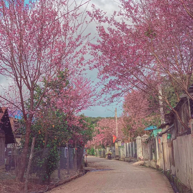 Mùa hoa mai anh đào ở Đà Lạt 
---
Cảm ơn bộ ảnh của anh Hoàng Quang Nhật