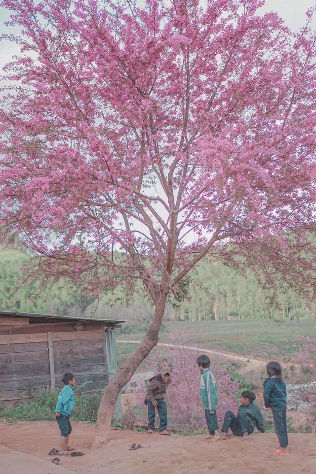 Mùa hoa mai anh đào ở Đà Lạt 
---
Cảm ơn bộ ảnh của anh Hoàng Quang Nhật