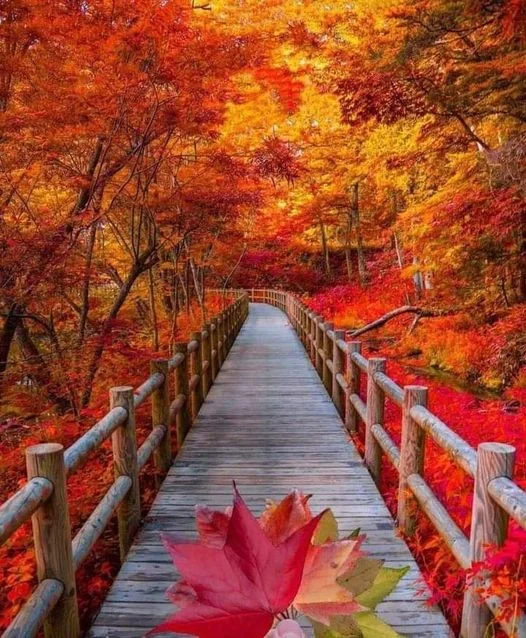 The beautiful colours of Canada
