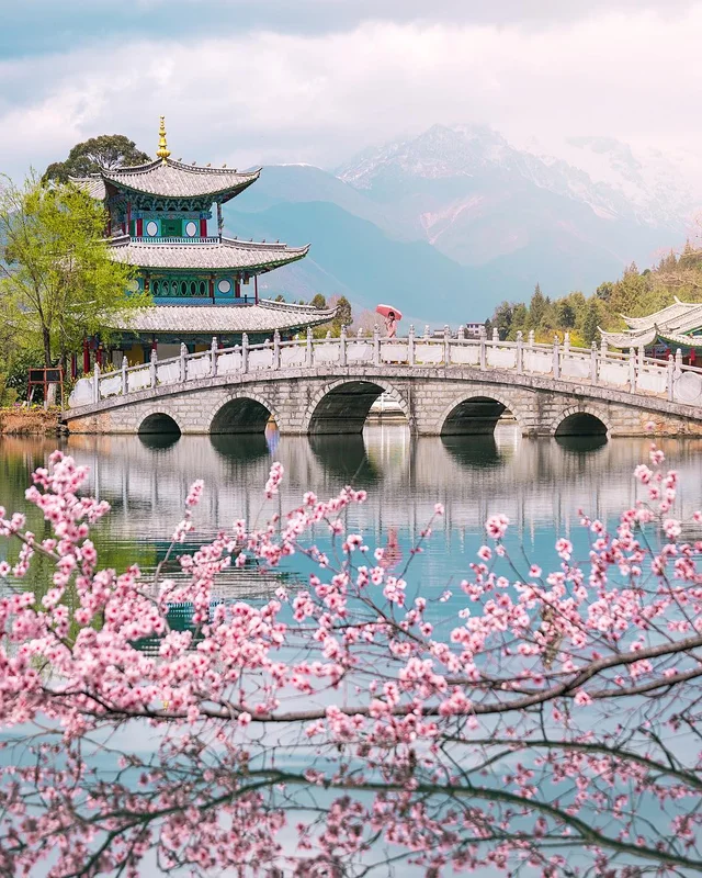 Cherry blossoms are here! 🌸 Across many parts of the world, the blooming of these beautif
