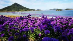 Banwol, the purple island that draws Korean visitors | Bài viết trải nghiệm | Hahalolo