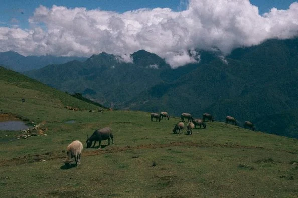 Có 1 Mông Cổ thu nhỏ lại ngay cạnh Sapa , địa điểm thú vị cho các bạn thích treking nhẹ nh