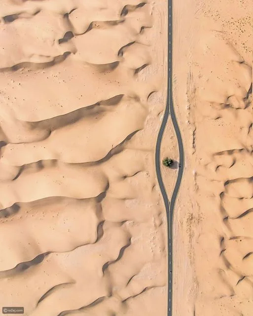 Con đường tại Dubai được tách đôi để bảo vệ 1 cái cây