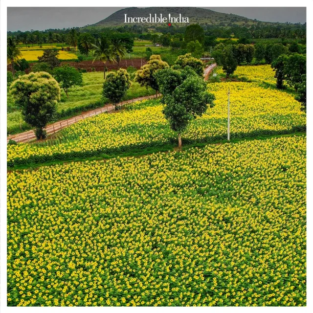 📌Sunflower Fields, Karnataka
🌻The blooming brightness of the Sunflower adds vibrance to 