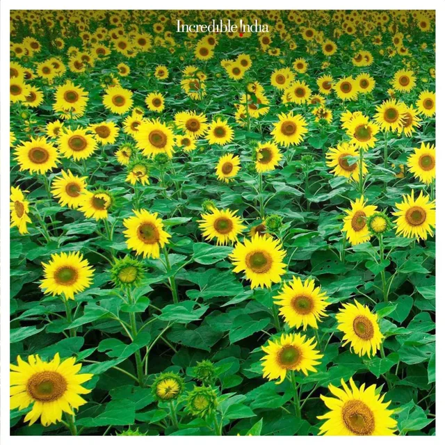 📌Sunflower Fields, Karnataka
🌻The blooming brightness of the Sunflower adds vibrance to 