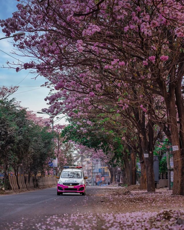 As the sun rises so does the pink flowers start to bloom 🌸
Let's Travel and explore India