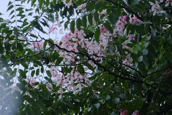 Một chút ảnh hoa phượng hồng những ngày Sài Gòn mưa dầm.