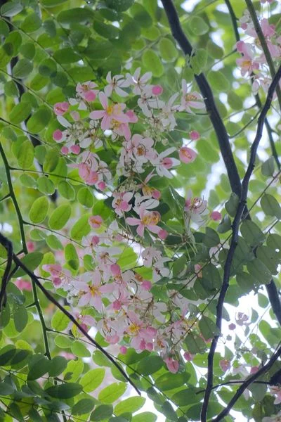 Một chút ảnh hoa phượng hồng những ngày Sài Gòn mưa dầm.