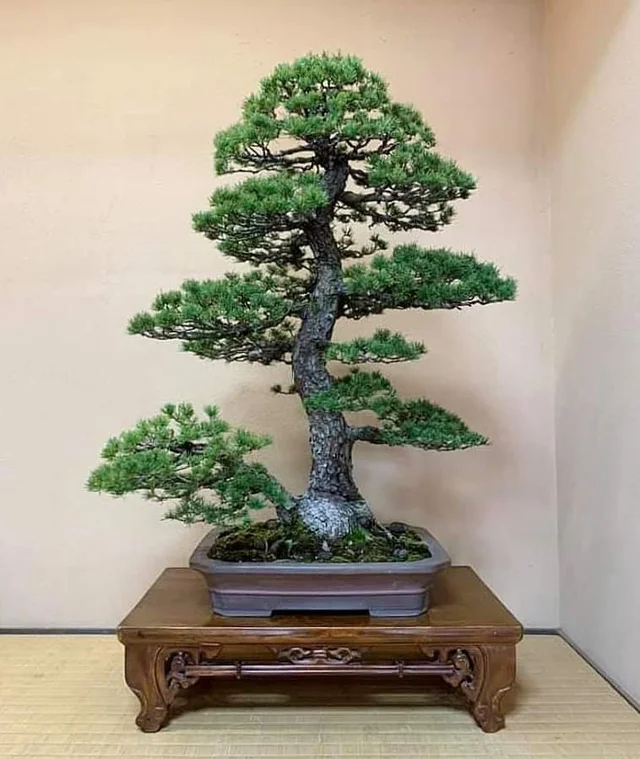 ☘️ 66 Garden Channel - Bonsai & Garden Collection for Green Home Decoration & Lifestyle. 
