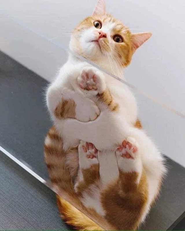 Quá là nuột nà 🫶🏻🫶🏻


#petword #catwalk #meow #animals #beautiful #catlover #instacat 