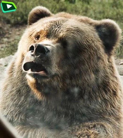 Đến cả gấu nó còn không thích ăn cẩu lương 😂😂