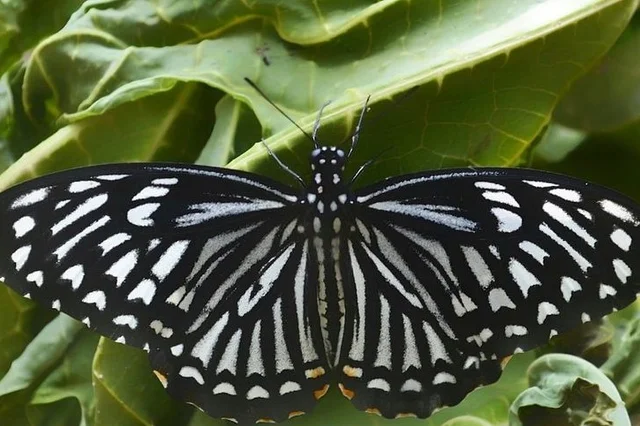 വഴന ശലഭം. Papilio Clytia.വഴന ശലഭത്തെ രണ്ടു രൂപത്തിൽ കാണാവുന്നതാണ്, വേഷ പ്രശ്‌ചന്നം നടത്തുന