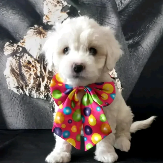 💥the male Maltipoo with it's beautifull design home
        6 weeks old puppy  
Available