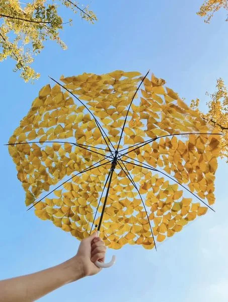 Tips chụp hình mùa Thu với ô trong suốt và lá vàng siêu hot 🍂