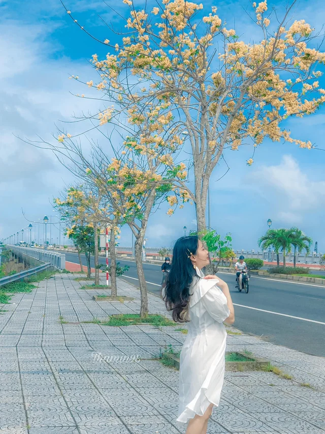 Những cây hoa vàng trên đường từ Hội An về Đà Nẵng.
📍Chân cầu Cửa Đại - Quảng Nam
📸: Thắ