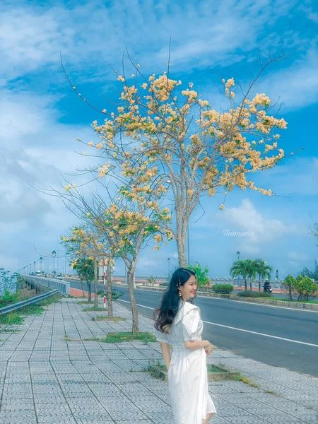 Những cây hoa vàng trên đường từ Hội An về Đà Nẵng.
📍Chân cầu Cửa Đại - Quảng Nam
📸: Thắ