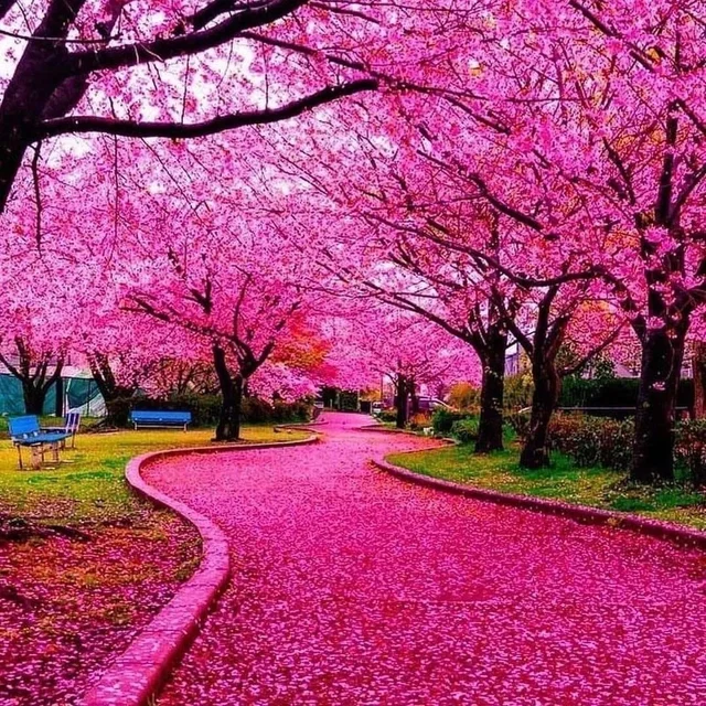 The vibrant blossoms of Japan 🇯🇵 😍
c: @puraten10

#передгрозой #ромашки #clouds #flower