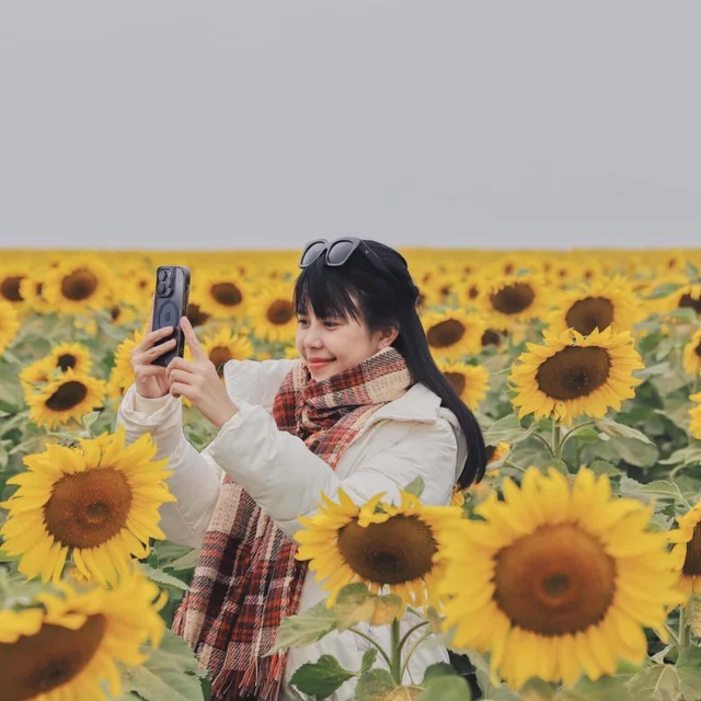 Cánh đồng hoa hướng dương ở Nghệ An vàng rực ngày giáp Tết 🌻🌻
Muốn được chụp ảnh với biể