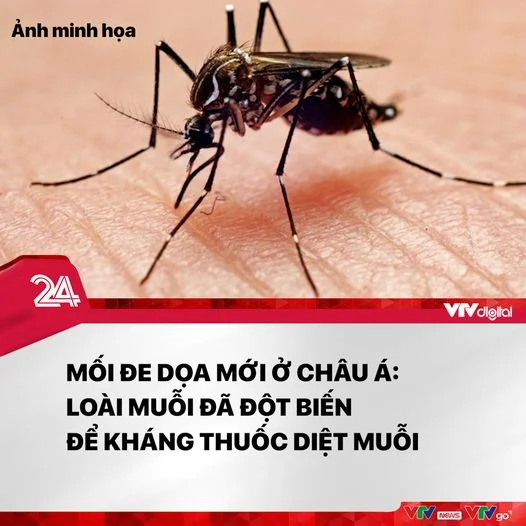 ▪ Một nghiên cứu mới của các nhà khoa học Nhật Bản cảnh báo: loài muỗi - thủ phạm truyền b