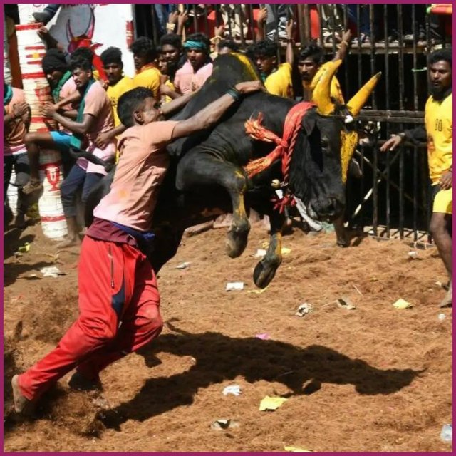 🎈Jallikattu events are currently being held across Tamil Nadu.
The bull taming sport is b