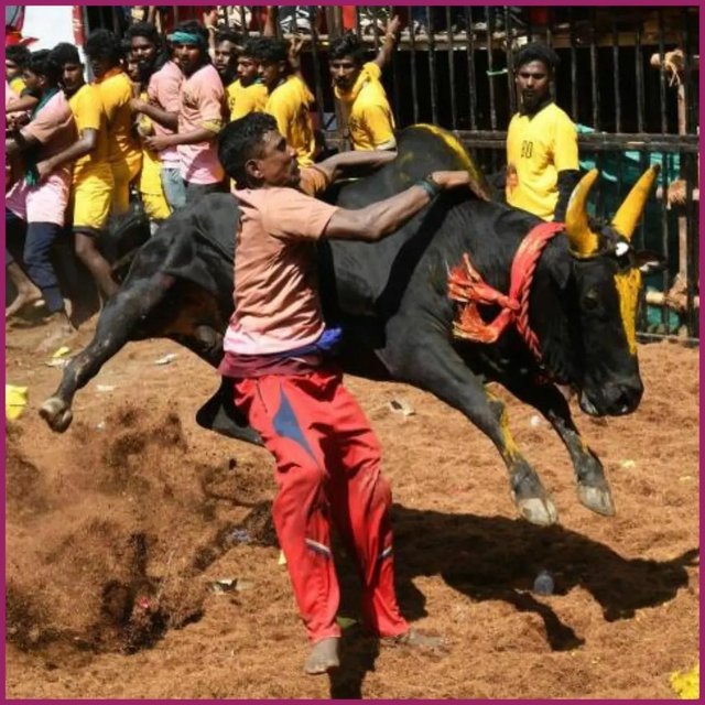 🎈Jallikattu events are currently being held across Tamil Nadu.
The bull taming sport is b