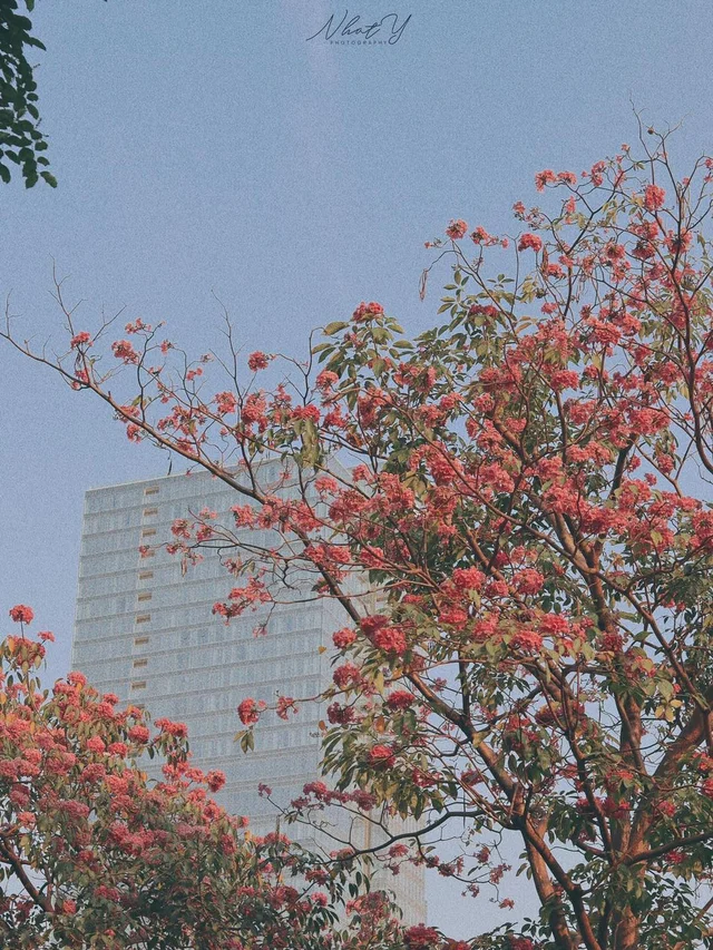 Mùa kèn hồng - mùa lãng mạn của Sài Gòn 🌸

Phải kiếm người iu nhanh thui 😂
-----
📸 Ảnh 