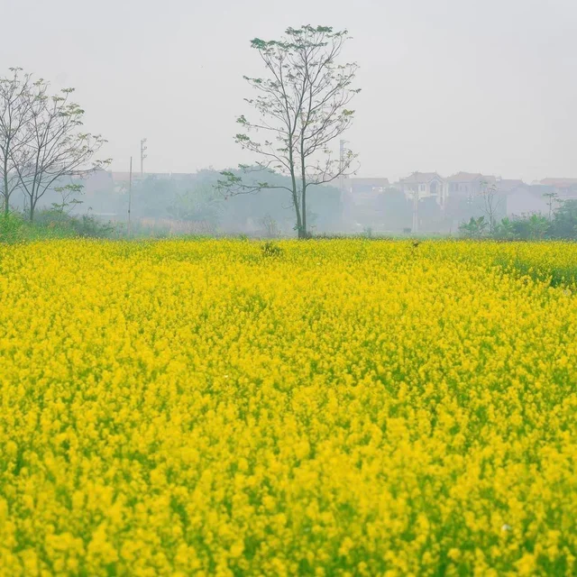 Mùa hoa cải vàng ở ngoại thành Hà Nội 🌼🌼
—-
📸 Ảnh xinh của bạn Anh Tuấn