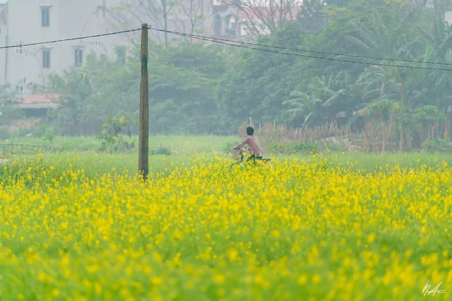 Mùa hoa cải vàng ở ngoại thành Hà Nội 🌼🌼
—-
📸 Ảnh xinh của bạn Anh Tuấn