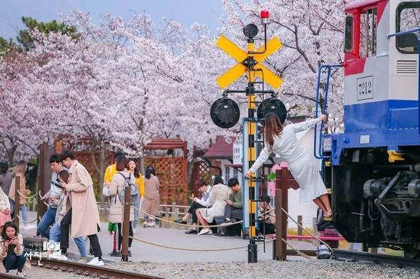 🌸 Mùa hoa anh đào ở Jinhae 🌸
Năm nay lễ hội hoa anh đào ở Jinhae mở lại sau 3 năm dịch b