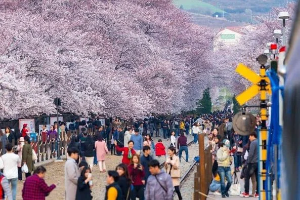 🌸 Mùa hoa anh đào ở Jinhae 🌸
Năm nay lễ hội hoa anh đào ở Jinhae mở lại sau 3 năm dịch b