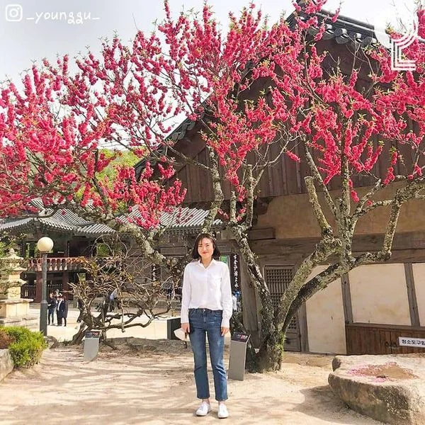 🌸 Hoa mơ đỏ (홍매화) đã bắt đầu nở đẹp trước cửa chùa Tongdosa (통도사). Cuối tuần này bạn có t
