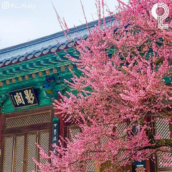 🌸 Hoa mơ đỏ (홍매화) đã bắt đầu nở đẹp trước cửa chùa Tongdosa (통도사). Cuối tuần này bạn có t