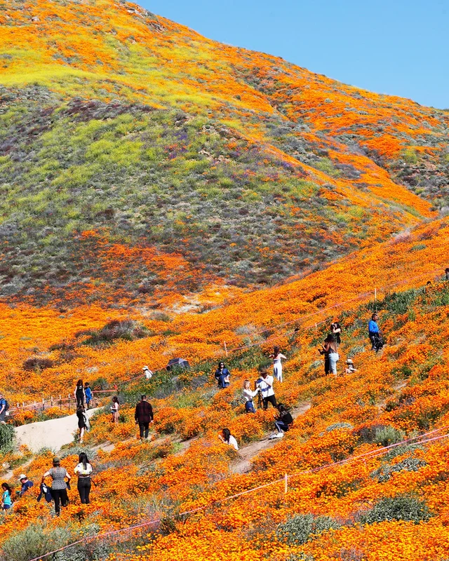 The "super bloom" canyon known for its rich poppy fields will be closed to the public to p