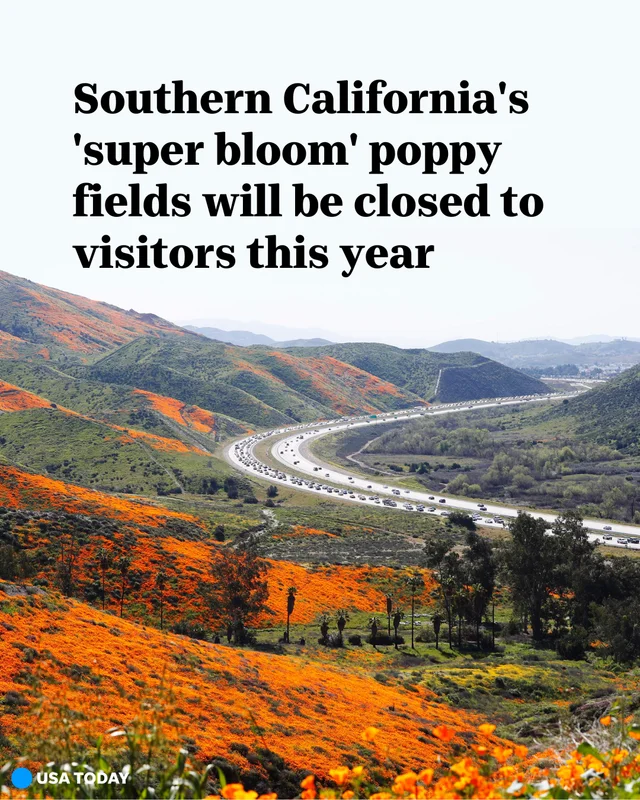 The "super bloom" canyon known for its rich poppy fields will be closed to the public to p