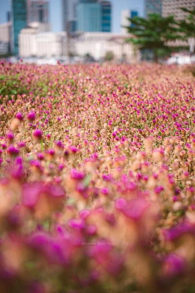 Có một vườn hoa tím như thế này ở Sì Gòn 💜
----------------
📌chân cầu Ba Son phía quận 2