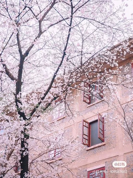 Đại học Vũ Hán mùa hoa anh đào nở
Thật sự rất thơ và rất đẹp