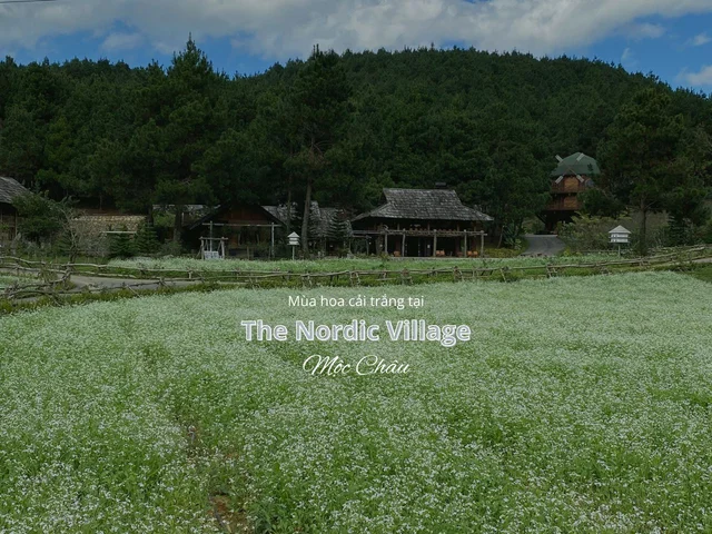 Đắm chìm trong mùa hoa cải trắng tại ngôi làng Bắc Âu độc đáo ở Mộc Châu 🌿
🍀 Nằm giữa ca