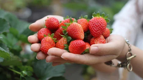 Take a look at 7 Dalat strawberry gardens with beautiful views and free entrance